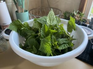 Prepping stinging nettles for cooking