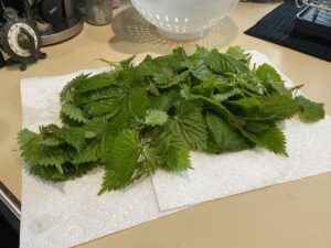 Drying stinging nettles to cook