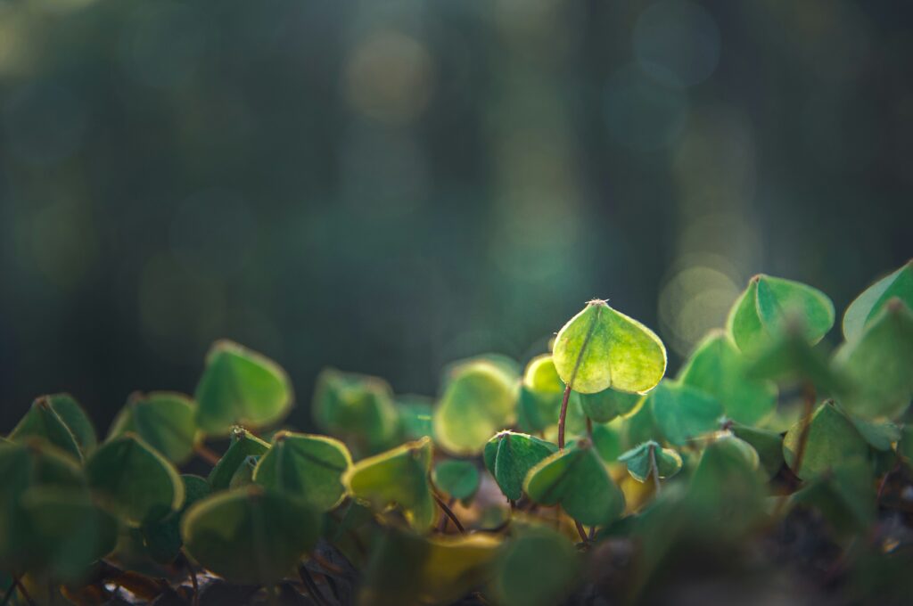 oxalis closed leaves