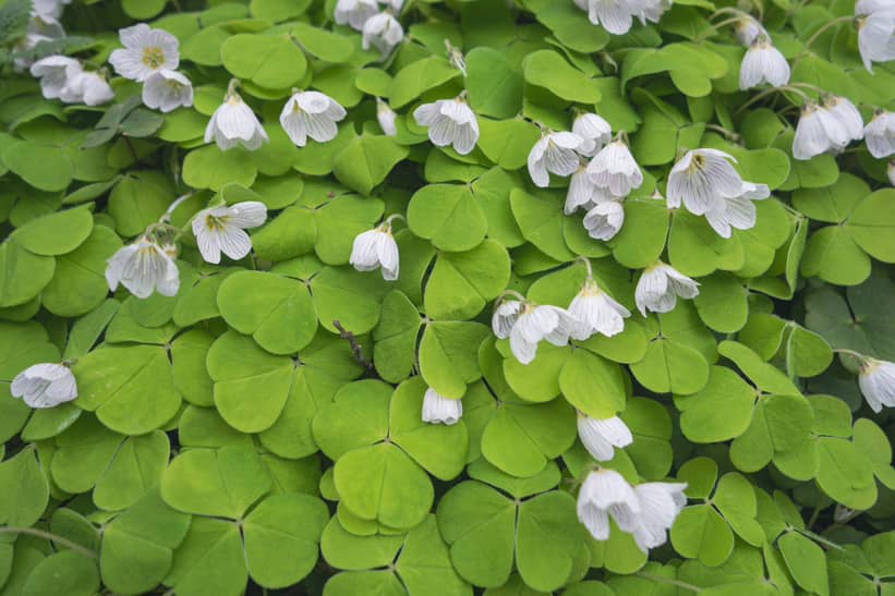 shamrocks or oxalis