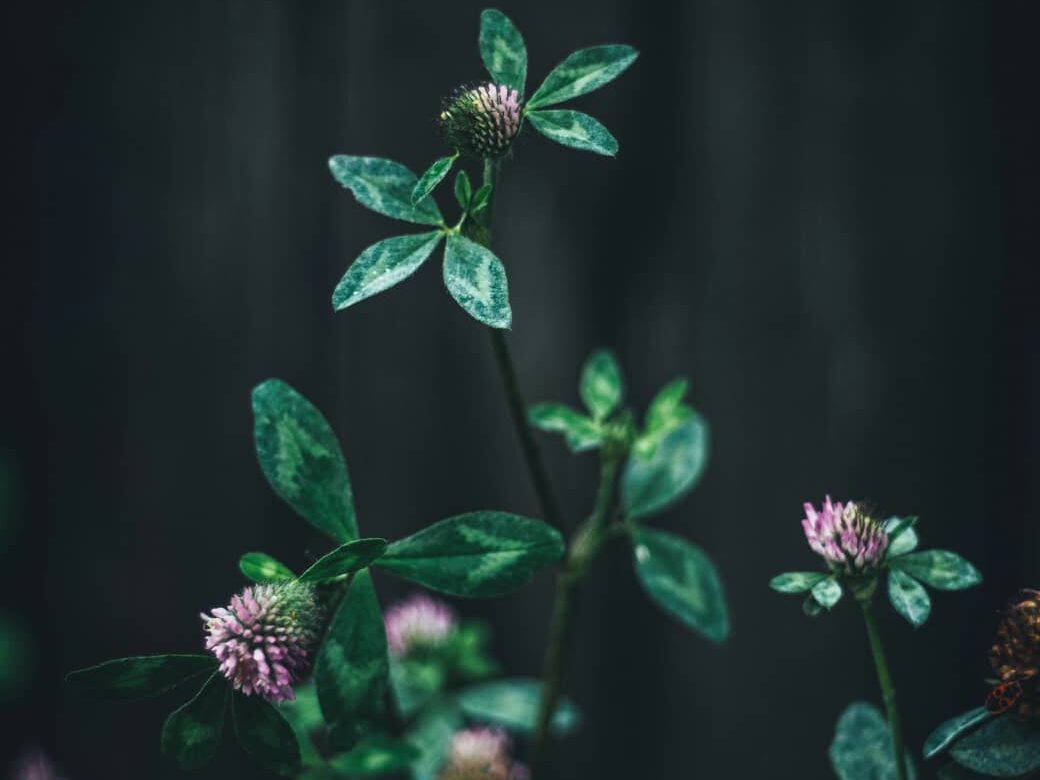 group of red clovers