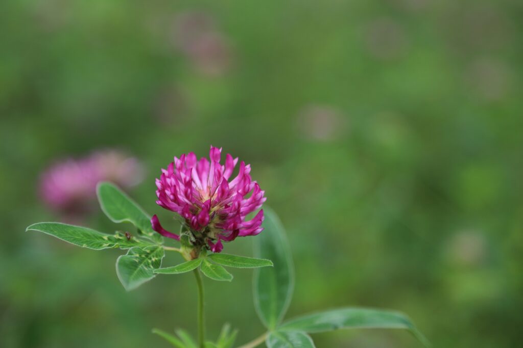 red clover