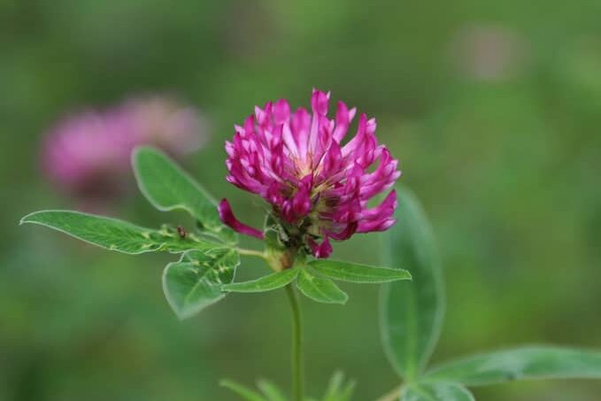 clover flowers