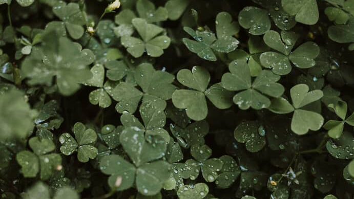 more oxalis or sorrel