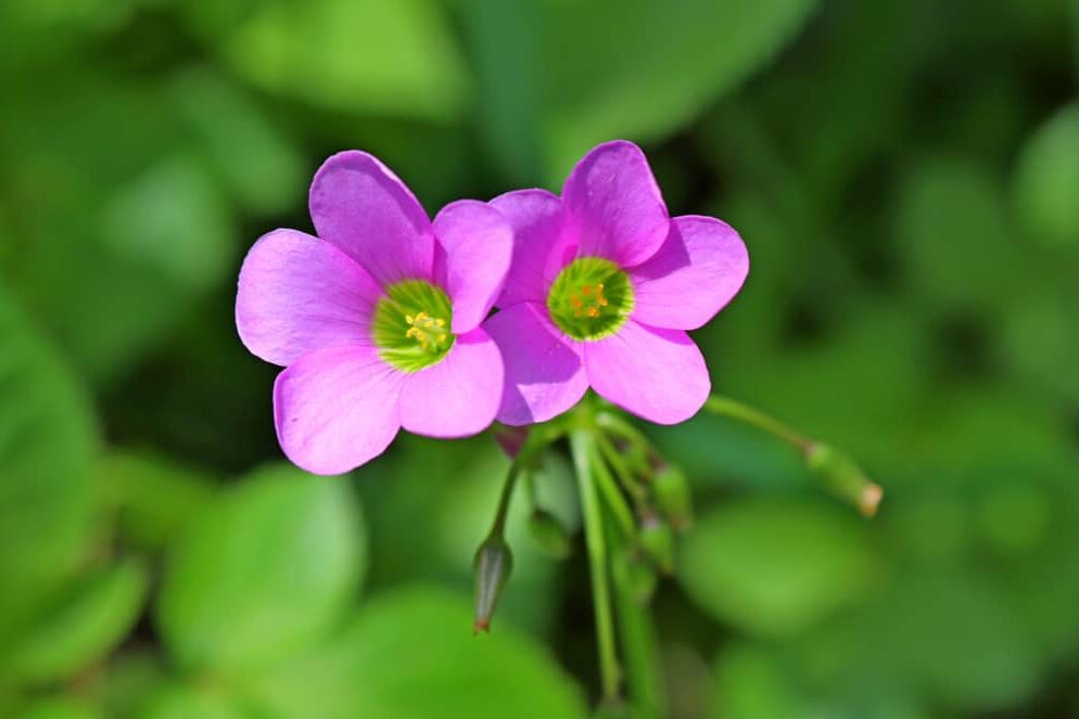 wood sorrel flowers