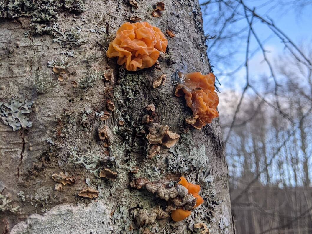 witches butter on standing tree