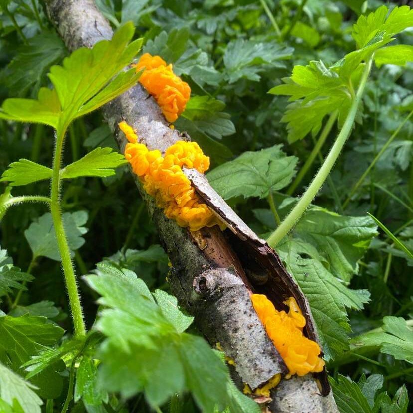 witches butter group on stick