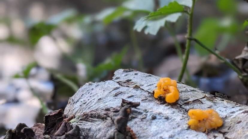 witches butter on hardwood